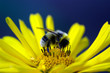 Foto: hummel hummel