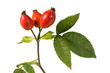 wild rose on white wild rose on white