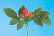 wild rose on blue