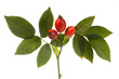 wild rose on white