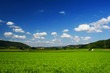 sunny field sunny field