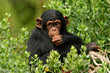 chimp