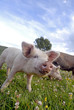 close up of pink pig.