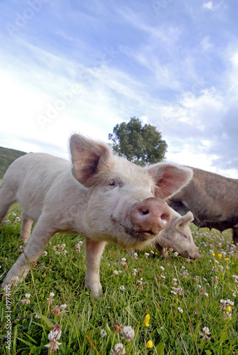 close up of pink pig.