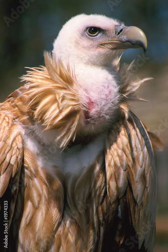 vautour vautour