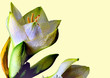 amaryllis