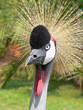 gru africana