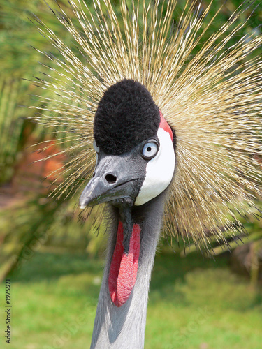 gru africana