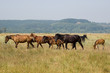 horses horses