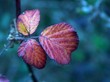 feuille d'automne