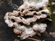 champignon