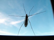 crane fly