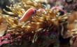 aquatic 2