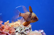 aquatic 1