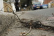 hair on a street hair on a street