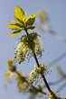 chestnut chestnut
