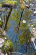 spring stream spring stream