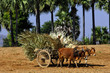 myanmar, bagan: bullock cart in the countryside myanmar, bagan: bullock cart in the countryside