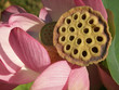 lotus pod next to lotus flower