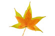 autumn leaves 2