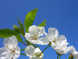 kirschbl&uuml;ten