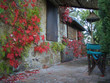 vigne vierge en toscane