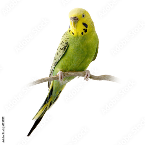 perruche jaune et verte