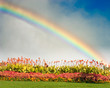 rainbow behind flowers
