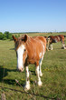 curious clydesdale