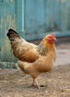 the hen