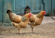 two hens