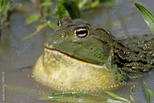 Photo: african giant bullfrog african giant bullfrog