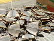 eijeriks dried lizards