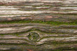 old tree trunk