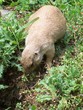 Photo: prairie dog prairie dog