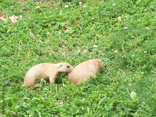 Photo: prairie dogs prairie dogs