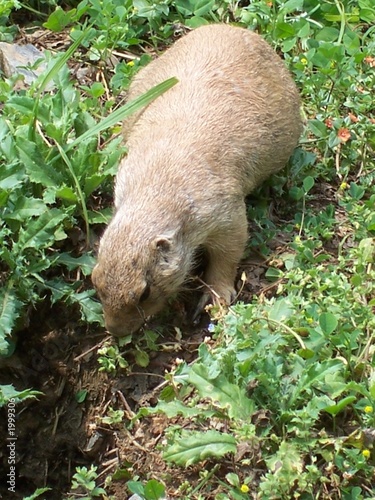 Photo: prairie dog prairie dog