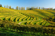 vineyards in autumn vineyards in autumn