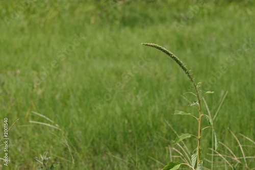 Photo: grassy field grassy field