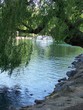 Photo: willow by pond willow by pond