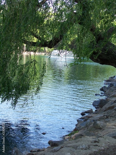 Photo: willow by pond willow by pond