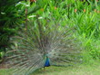 dancing peacock dancing peacock