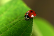 ladybird