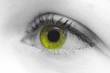 yellow eye