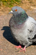 pigeon