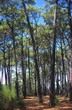 forêt de pins forêt de pins