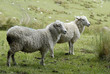 new zealand sheep