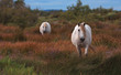 chevaux camarguais