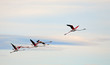 flamands roses en vol