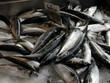 fresh mackerel normandy fish market
